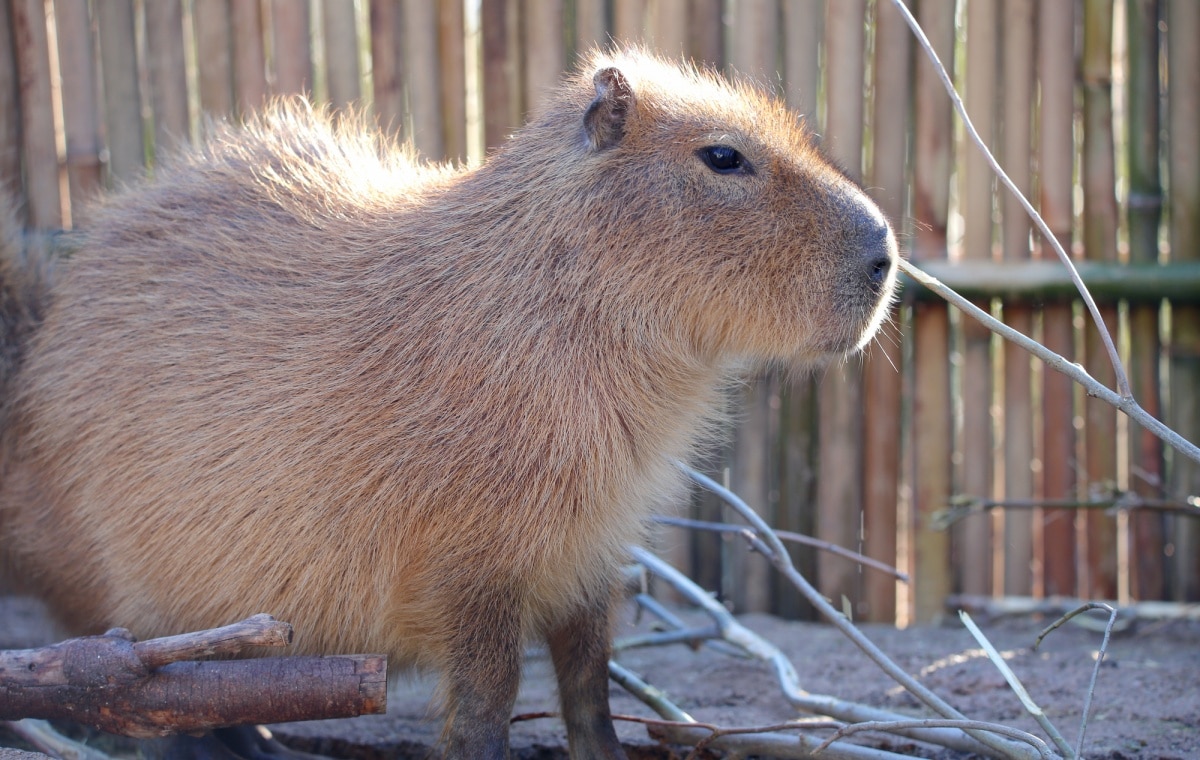 สวนสัตว์โทคิวะ (Tokiwa Zoo)