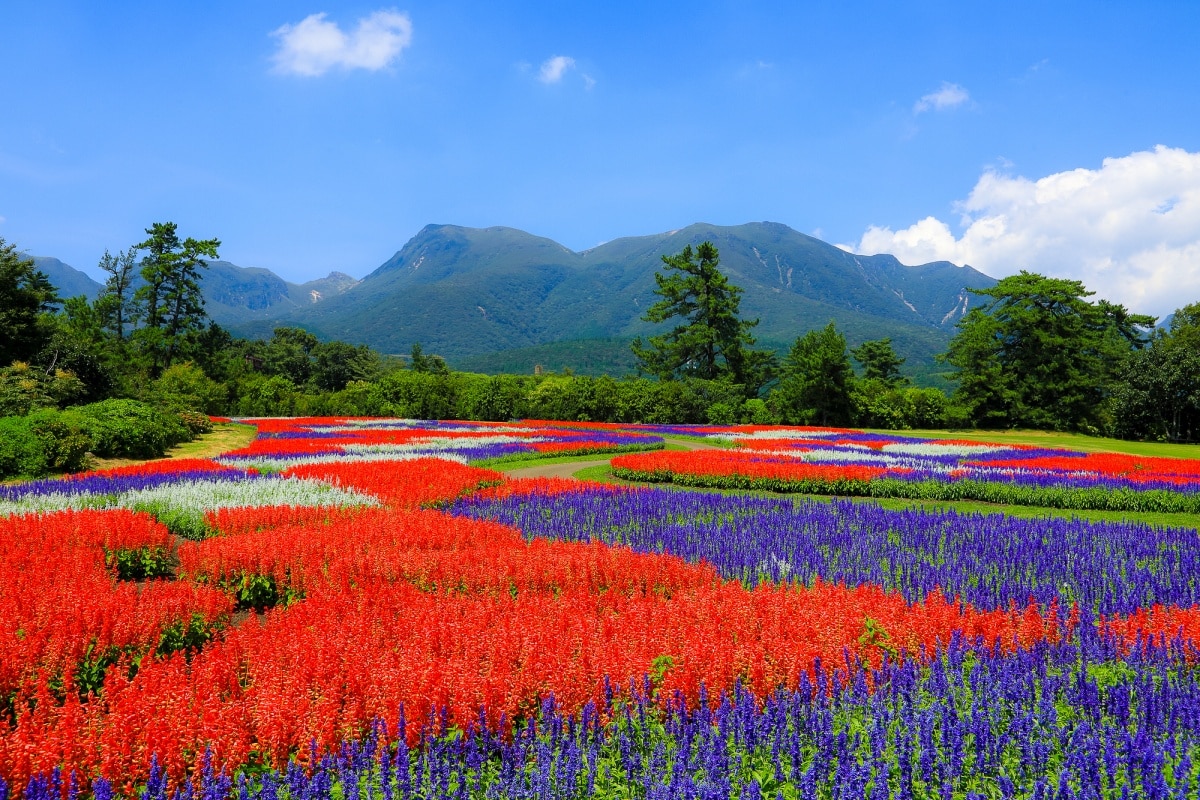 3 สวนดอกไม้คุจู (Kuju Flower Park)