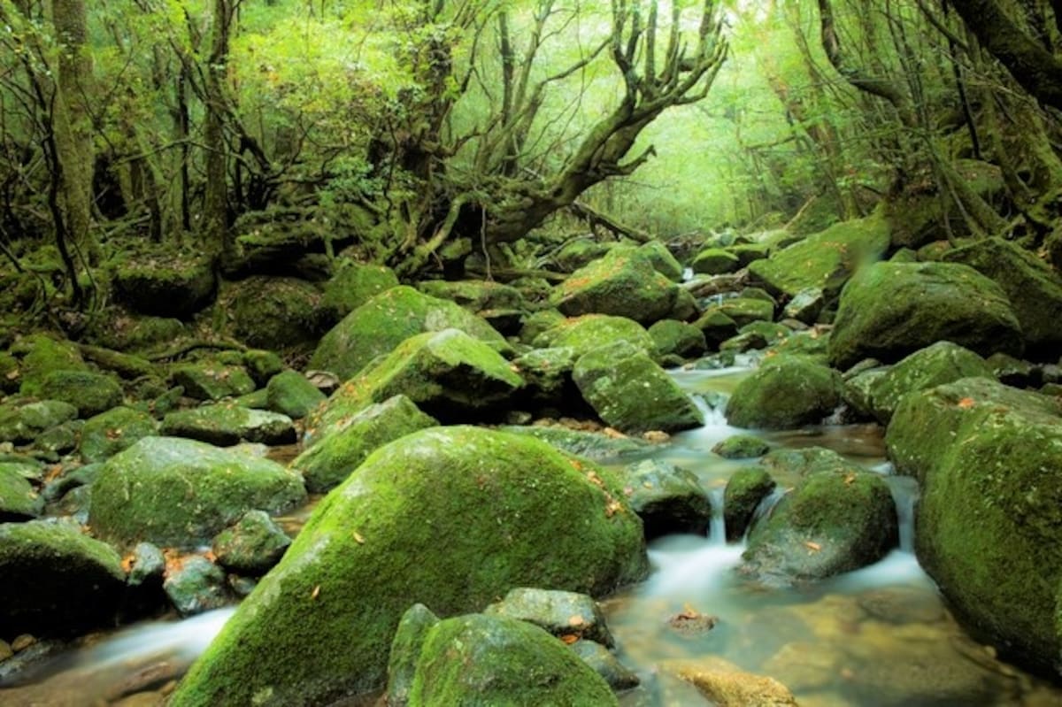 宮崎駿電影《幽靈公主》的原型取景地「白谷雲水峽」