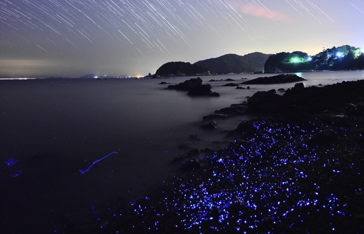 10. หาดเรืองแสง จ.โอกายามะ (Umihotaru, Okayama)