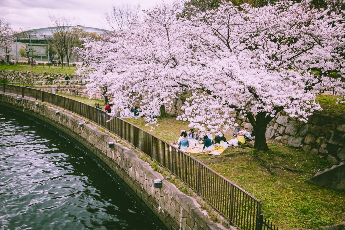 10. ชมดอกไม้ตามฤดูกาลหรือฮานามิ (Flower Viewing)