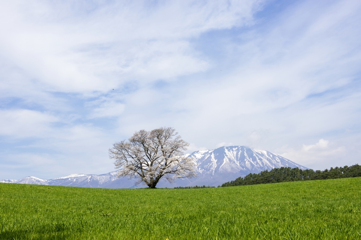 6. จังหวัดอิวาเตะ (Iwate)