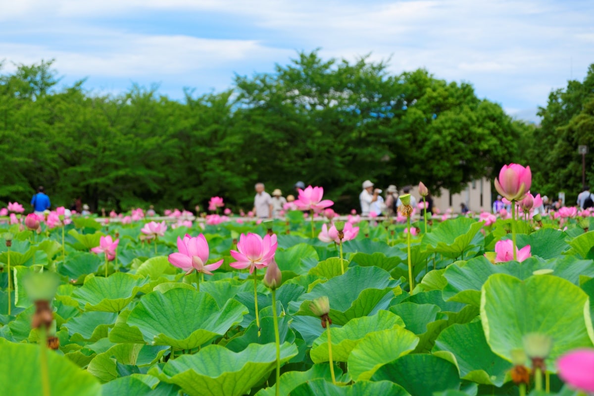 6. Kodaihasu no Sato (เมือง Gyoda)