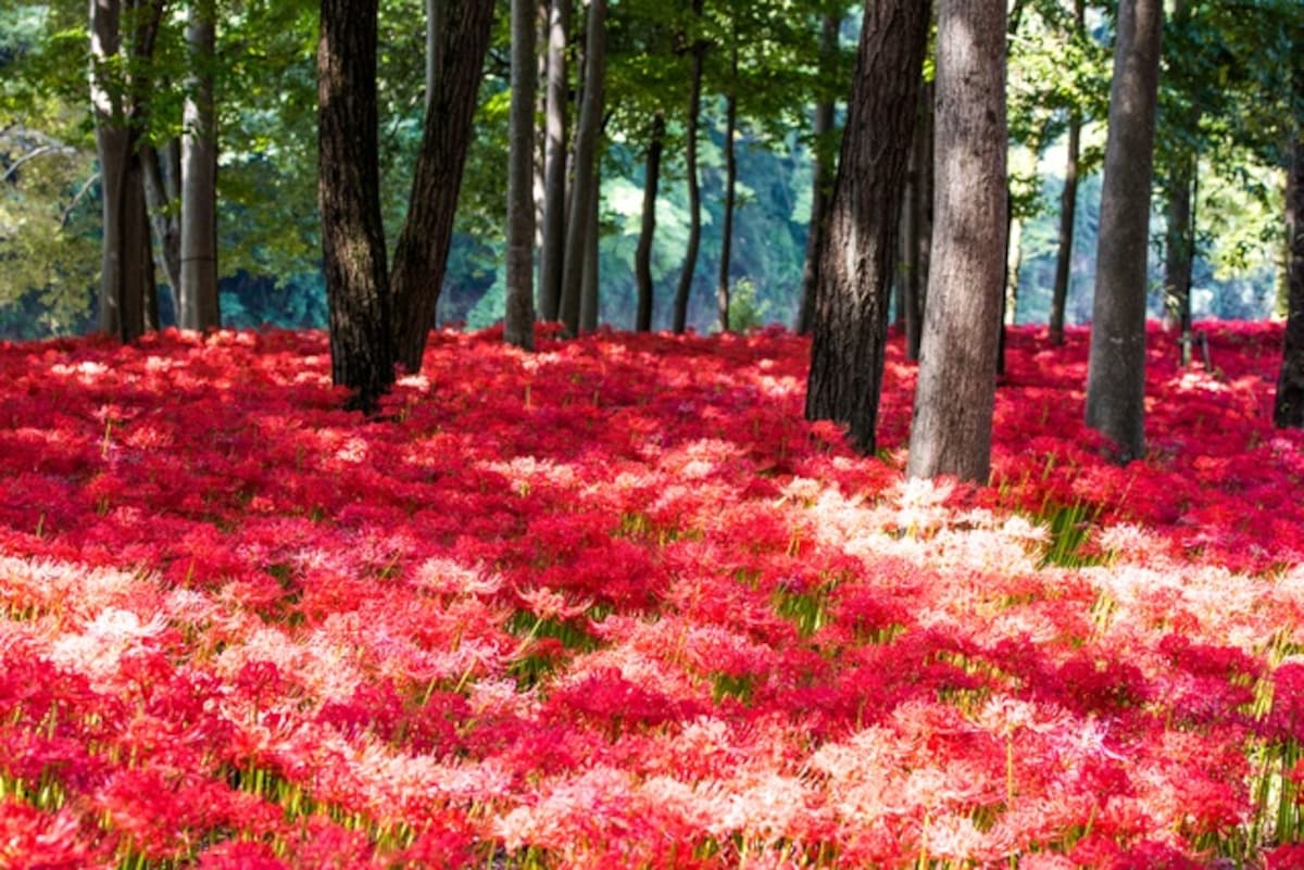 巾着田 (曼珠沙華) 公園 @日高市