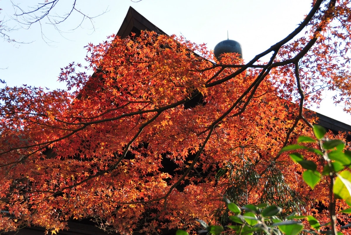 Kamakura’s Top 10 Fall Foliage Spots | All About Japan