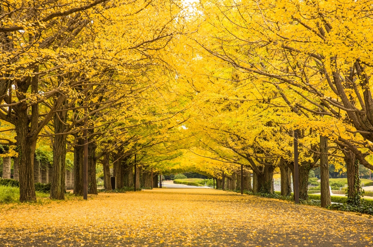 5. สวนสาธารณะโชวะคิเน็น โตเกียว (Showa Kinen Park, Tokyo)