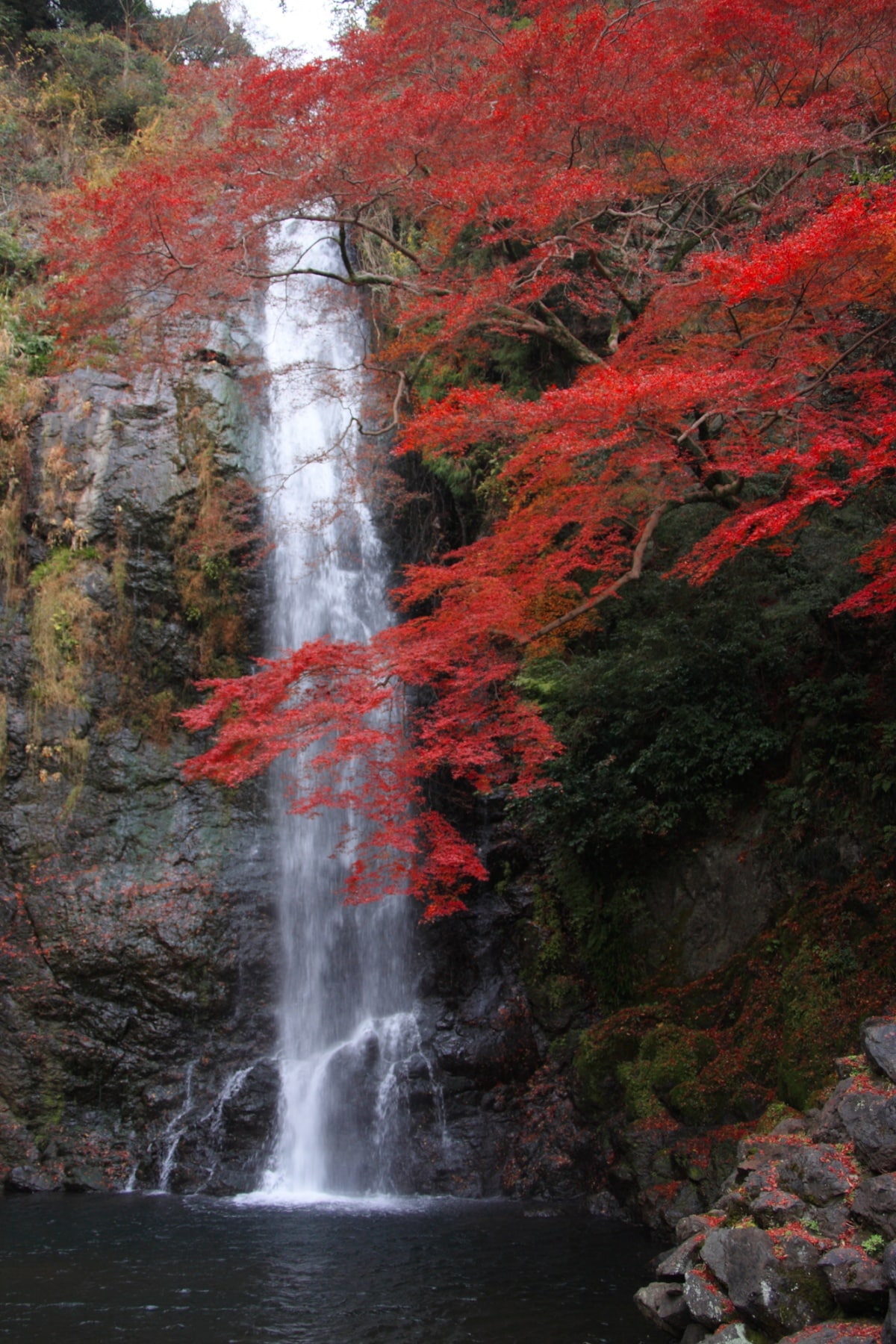 10. สวนมิโน จังหวัดโอซาก้า (Mino Park, Osaka)