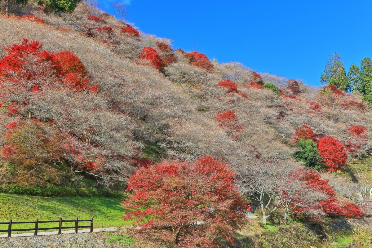 13. เมืองโอบาระ จังหวัดไอจิ (Obara, Aichi)