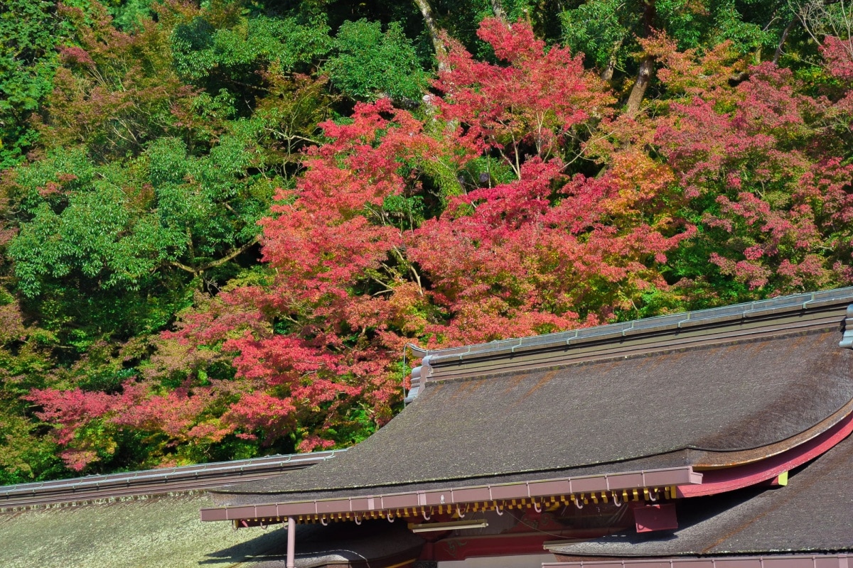 12. ศาลเจ้าดาไซฟุ เทนมังงู จังหวัดฟุกุโอกะ (Dazaifu Tenmangu Shrine, Fukuoka)