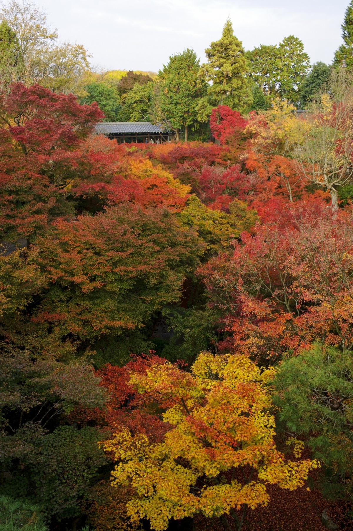 15. วัดโทฟุคุจิ จังหวัดเกียวโต (Tofukuji Temple, Kyoto)