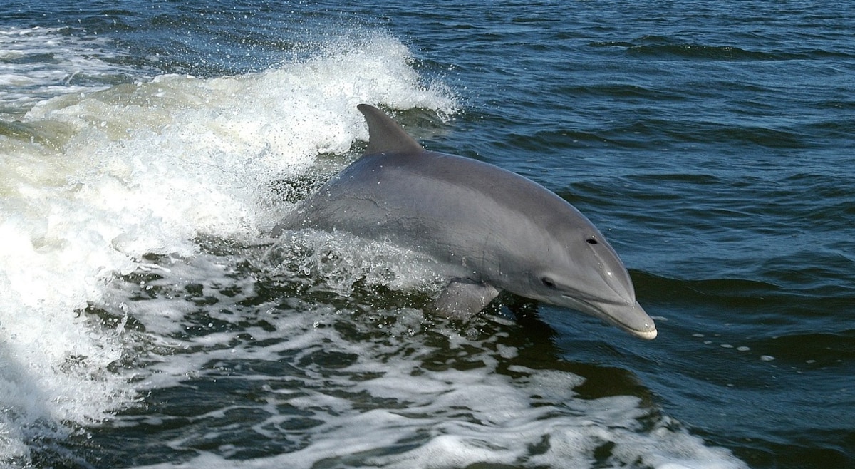 Swim with Dolphins