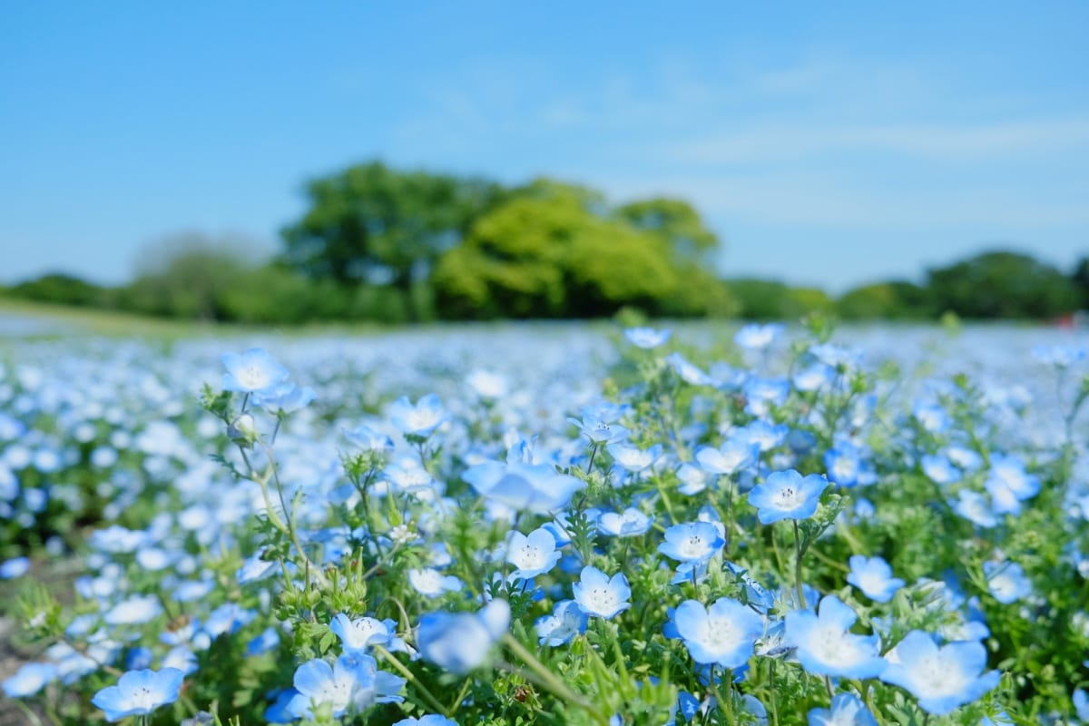 4. อุมิโนะนากามิจิ ซีไซด์ปาร์ค (Uminonakamichi Seaside Park)