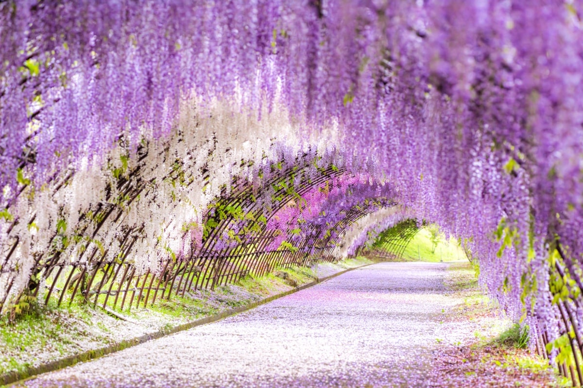 9. สวนคาวาชิฟูจิ (Kawachi Fuji Garden)