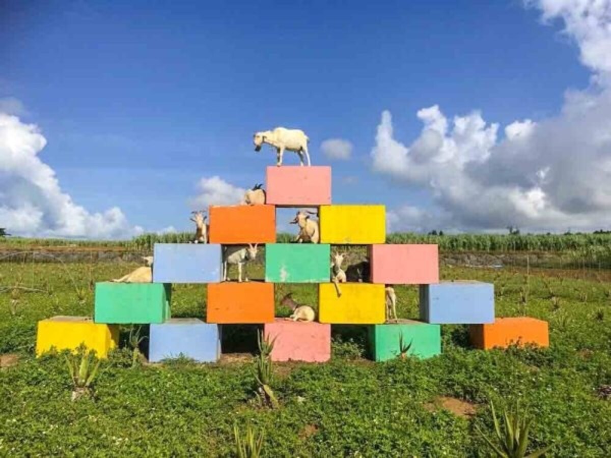 Hang Out at a Goat Café