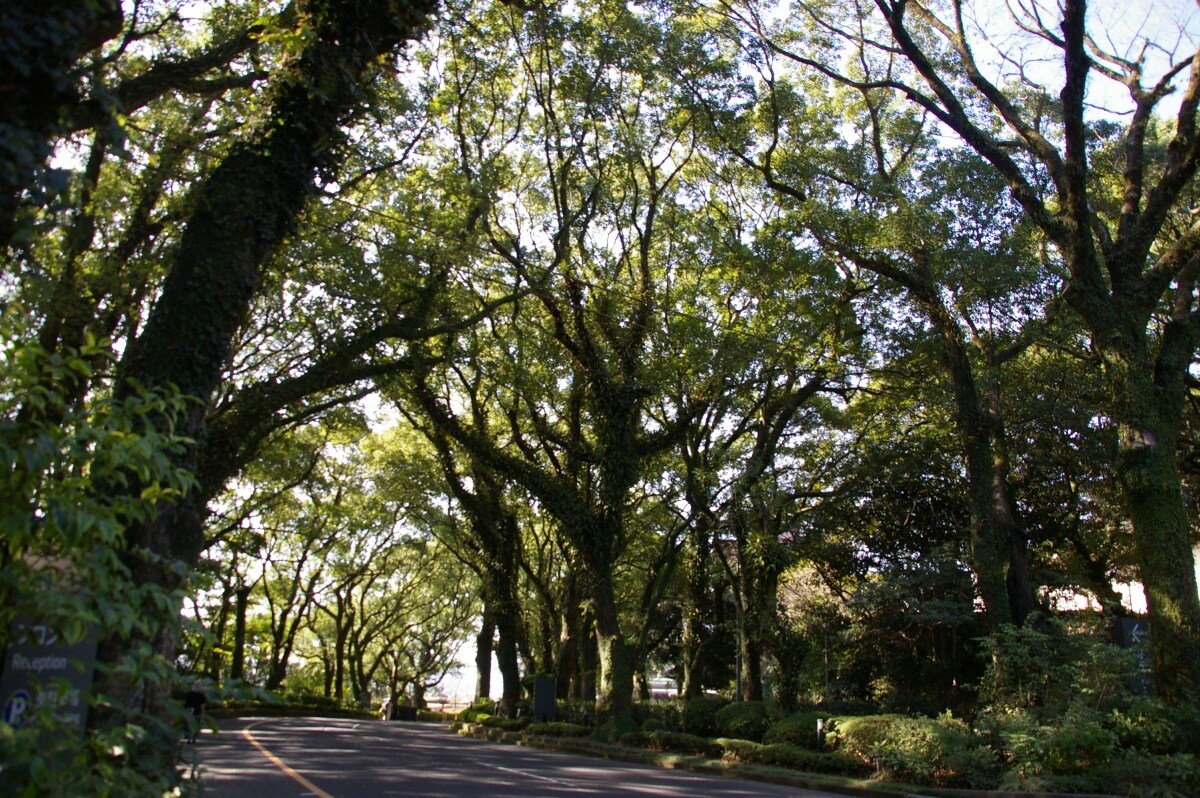 จุดชมวิวภูเขาชิโระยาม่า(Shiroyama)