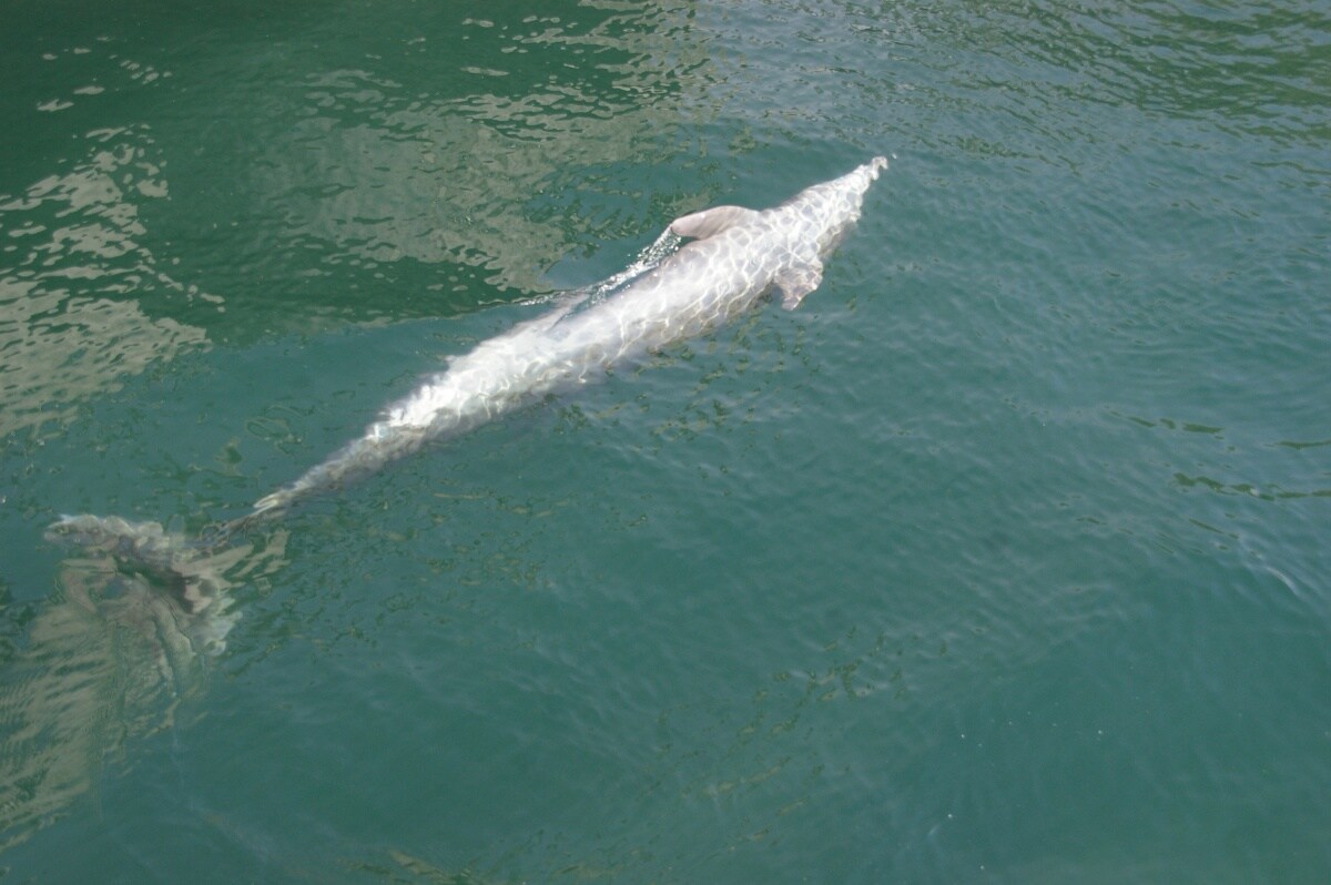 พิพิธภัณฑ์สัตว์น้ำคาโกชิม่า(Kagoshima City Aquarium)