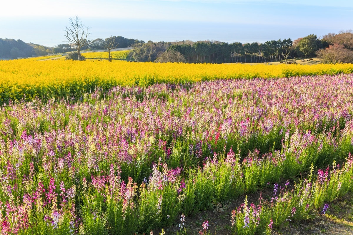 9. สวนดอกไม้อาวาจิ ฮานะซาจิกิ (Awaji Hanasajiki)