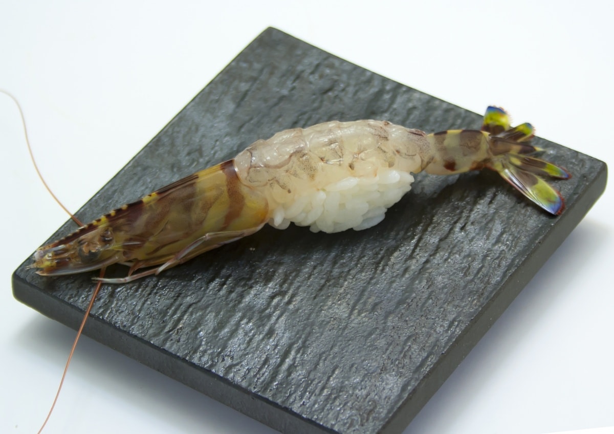 くるまえび　(Kuruma Ebi) = ซูชิกุ้งลายเสือ