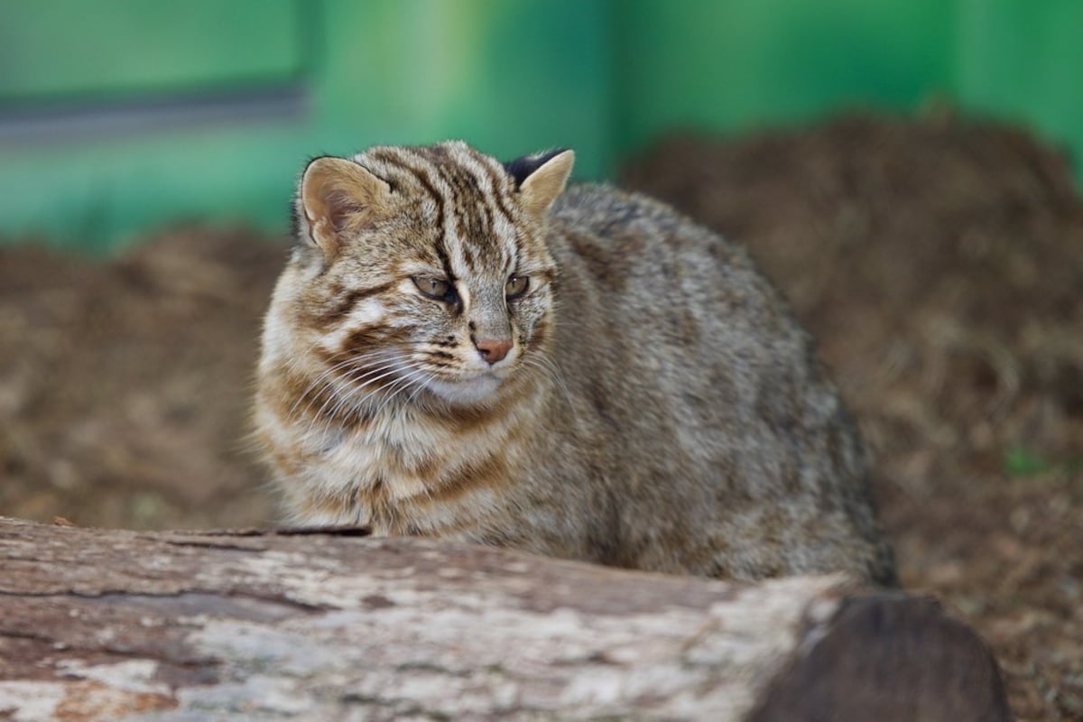 9 แมวดาวสึชิมะ (Tsushima Leopard Cat)