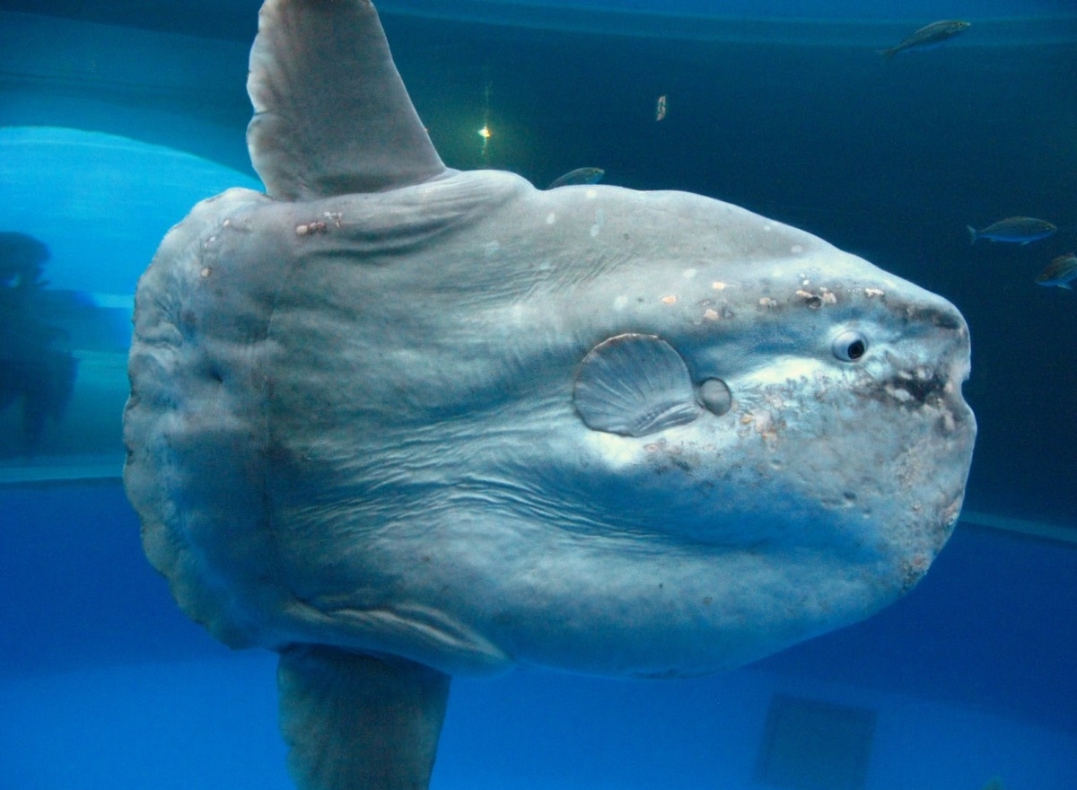 4 ปลาแสงอาทิตย์ (Ocean sunfish)