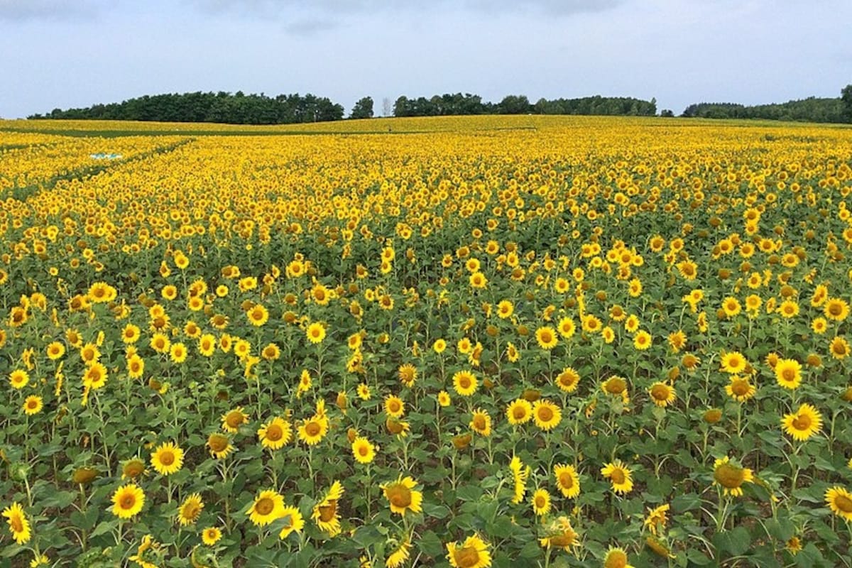 3 ทุ่งดอกทานตะวันเมืองโฮคุริว จังหวัดฮอกไกโด (Hokuryu, Hokkaido)