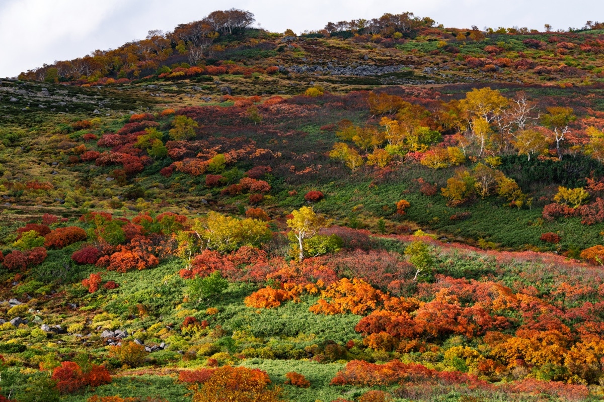 4 เส้นทางเดินป่ากินเซ็นได เมืองคามิคาวะ จังหวัดฮอกไกโด (Ginsendai, Kamikawa, Hokkaido)