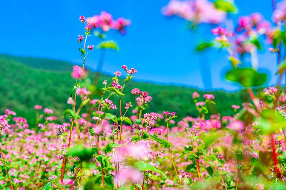 8 ทุ่งดอกโซบะแดง เมืองมิโนวะ จังหวัดนางาโนะ (Aka Soba no Sato, Minowa-cho, Ina-gun, Nagano)