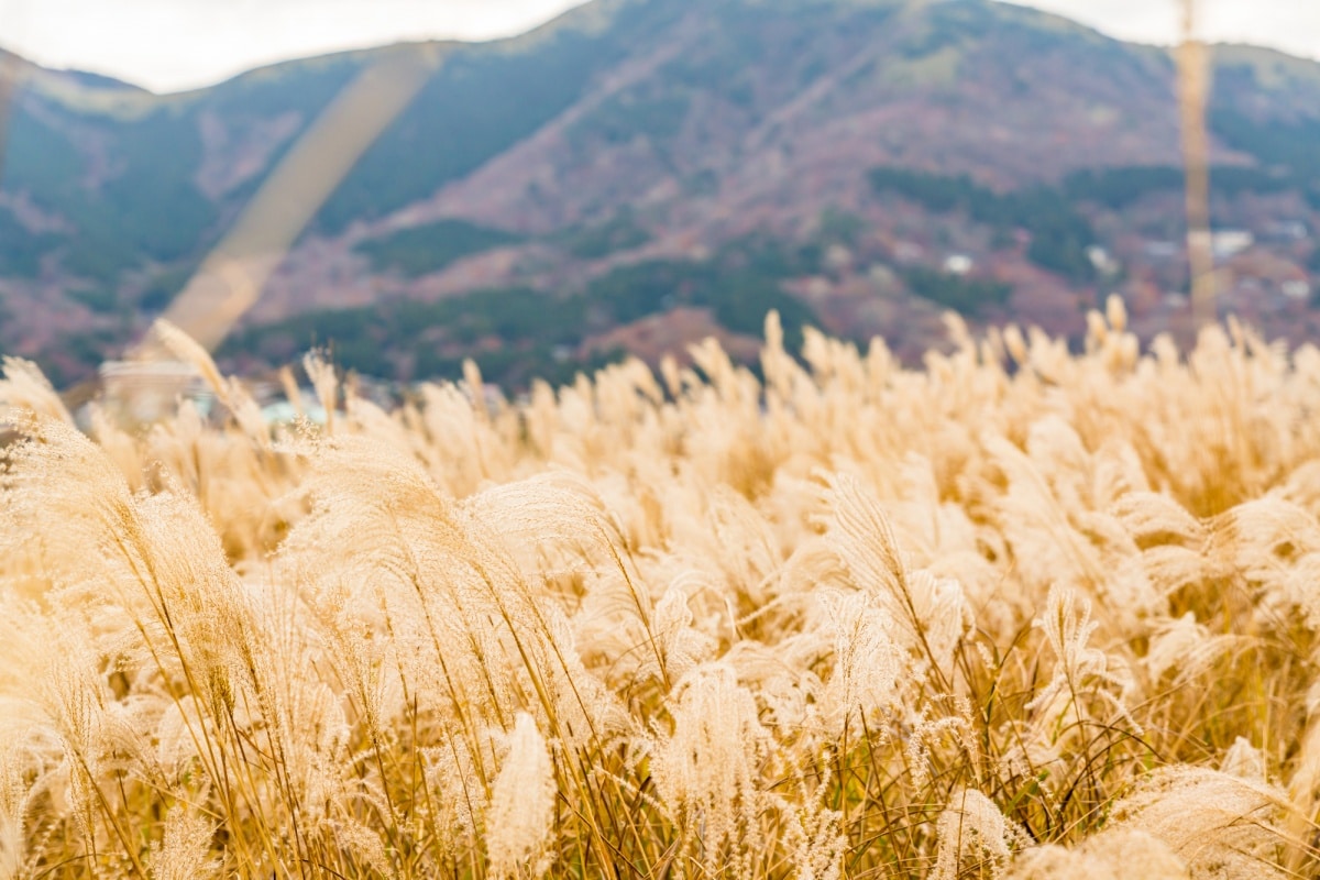 17 ทุ่งหญ้าซุซุกิเซ็นโงกุฮาระ เมืองฮาโกเนะ จังหวัดคานางาวะ (Sengokuhara Pampas Grass Fields, Hakone, Kanagawa)