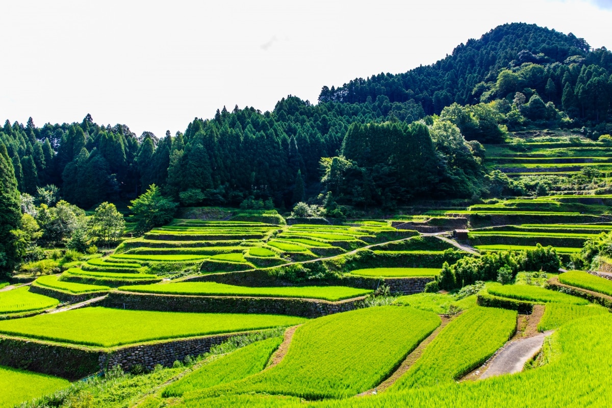 19 นาข้าวสึซึระ เมืองอุกิฮะ จังหวัดฟุกุโอกะ (Tsuzura Rice Terrace, Ukiha, Fukuoka)