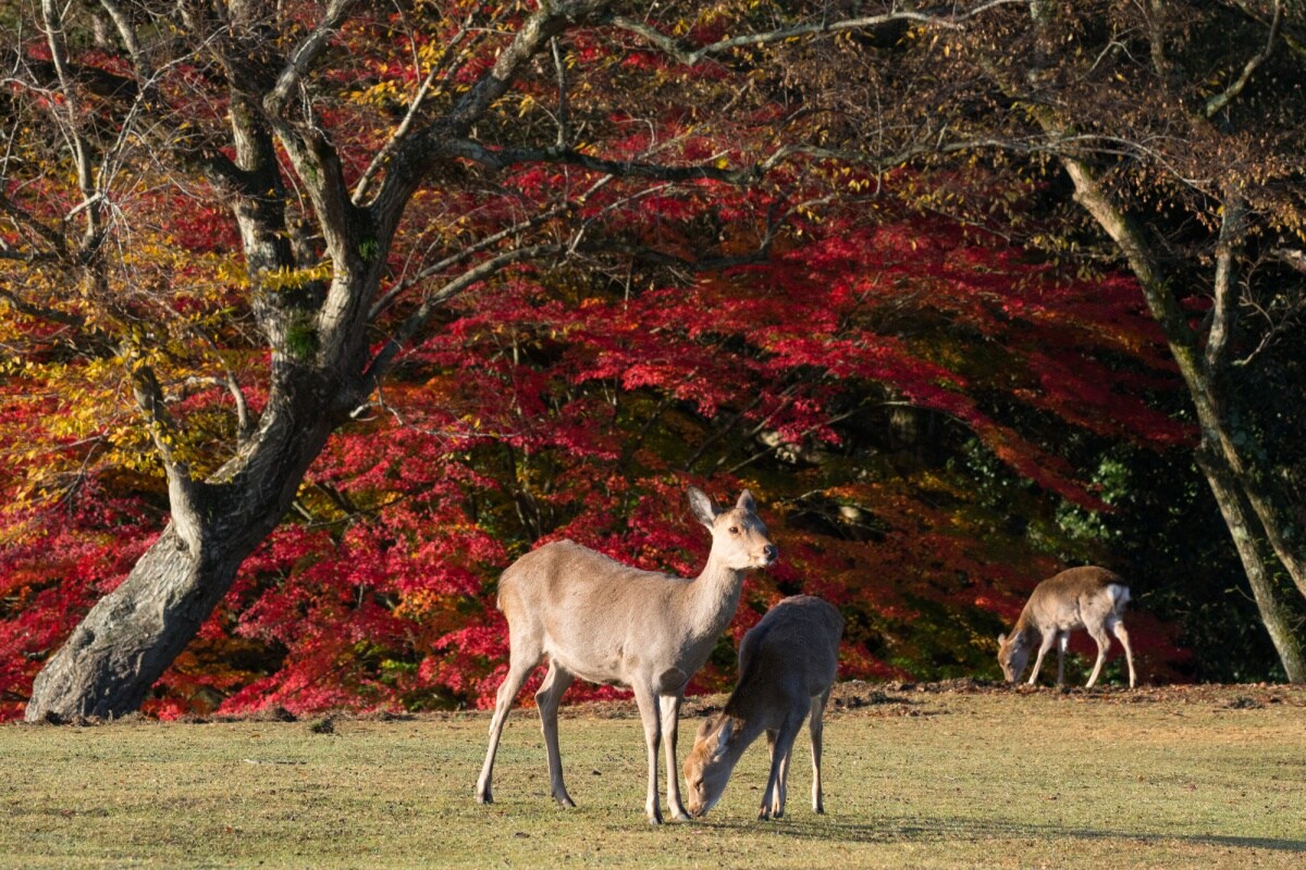 6. สวนนารา (Nara Park)