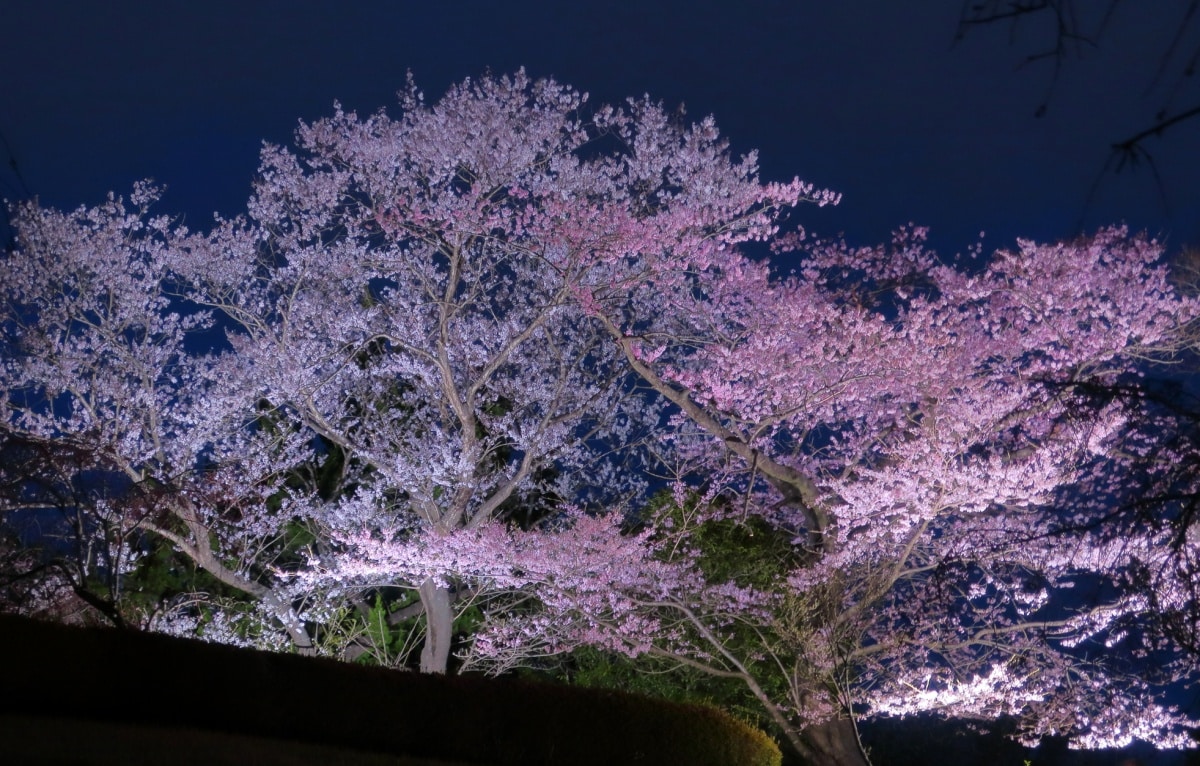 3. สวนซึซึจิกาโอกะ (Tsutsujigaoka Park)