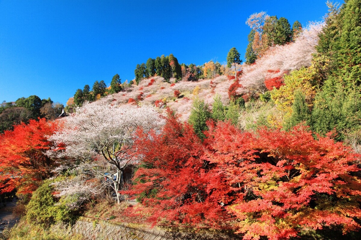 6. สวนโอบาระ ฟุเรไอ จ.ไอจิ (Obara Fureai Park, Aichi)