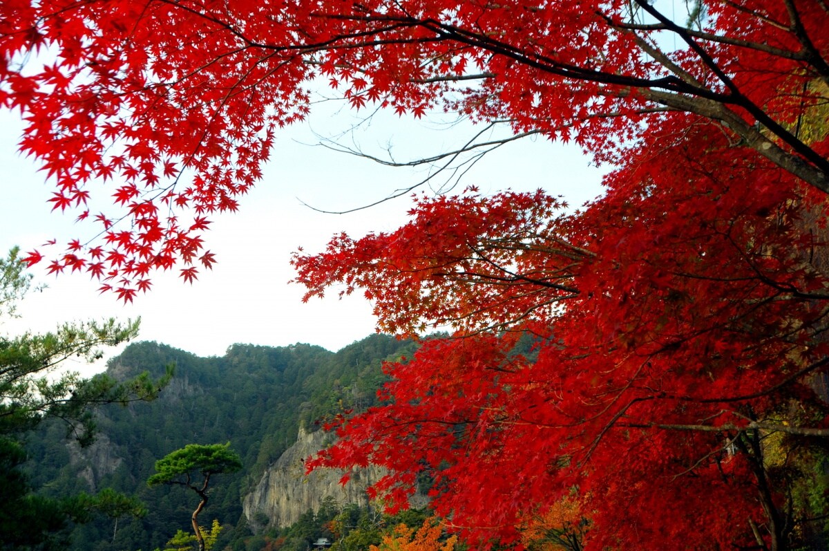 8. ภูเขาโฮไรจิ จ.ไอจิ (Mt. Horaiji, Aichi)