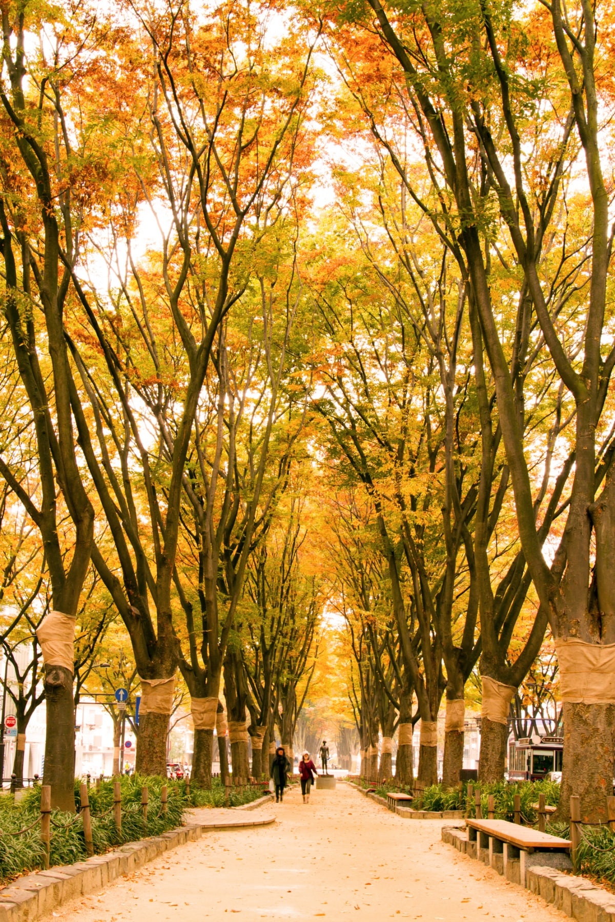 3. ถนนโจเซนจิโดริ (Jozenji-dori Ave), จังหวัดมิยางิ (Miyagi)