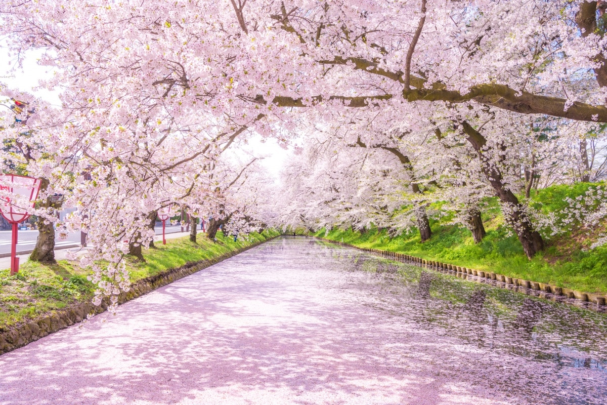 สถานที่ท่องเที่ยวแนะนำ : ปราสาทฮิโรซากิ (Hirosaki Castle), จังหวัดอาโอโมริ (Aomori)