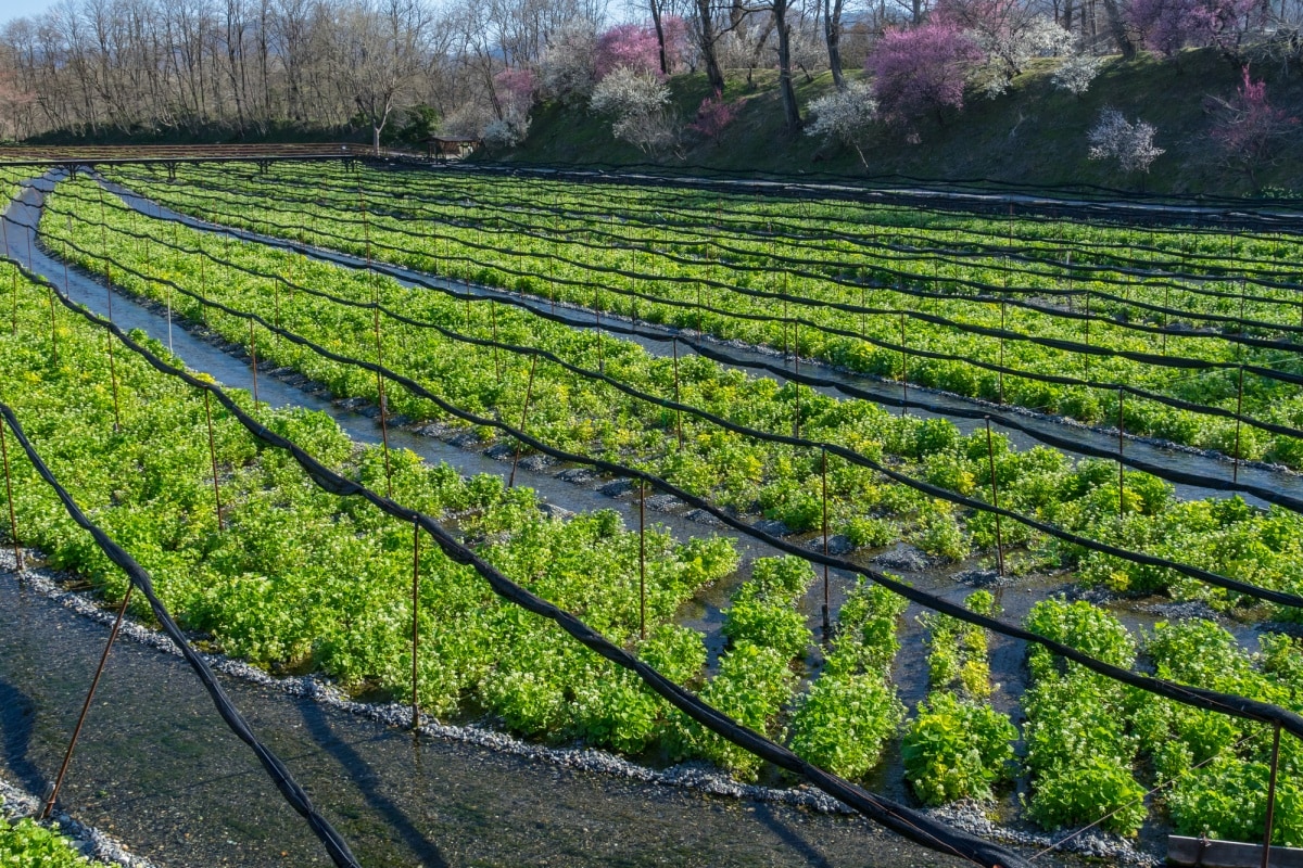 สถานที่ท่องเที่ยวแนะนำ : ฟาร์มวาซาบิไดโอ (Daio Wasabi Farm), จังหวัดนากาโนะ (Nagano)