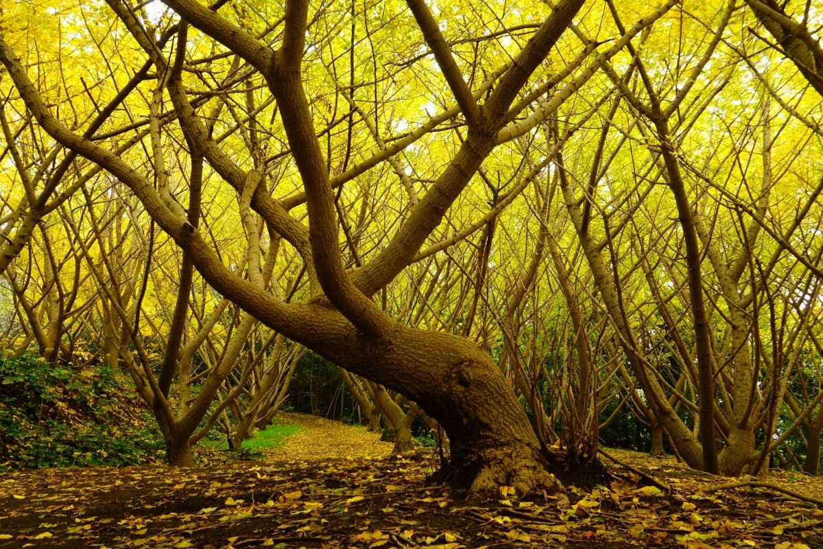 4. สวนแปะก๊วยพันต้น เมืองทารุมิซุ จังหวัดคาโกชิมะ (Tarumizu Thousand Ginkgo, Kagoshima)