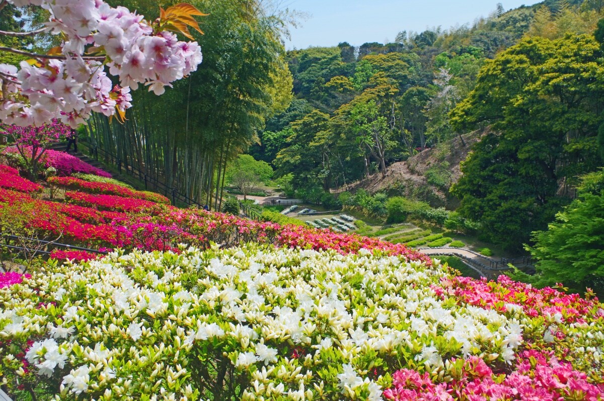 7. สวนพฤกษศาสตร์ชิราโนเอะ จังหวัดฟุกุโอกะ (Shiranoe Botanical Garden, Fukuoka)