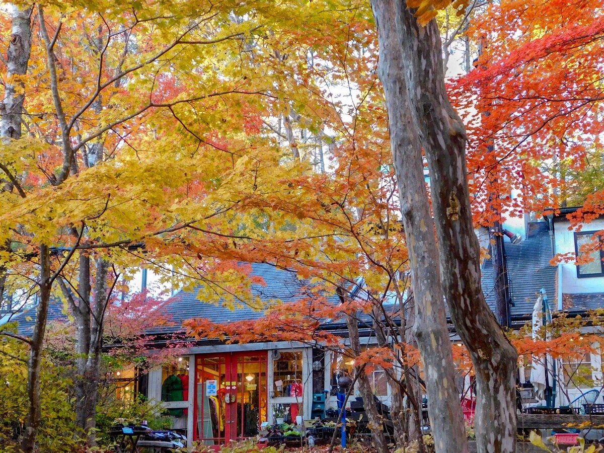 日本山梨 秋日到八岳自駕賞紅葉拾秋栗 All About Japan