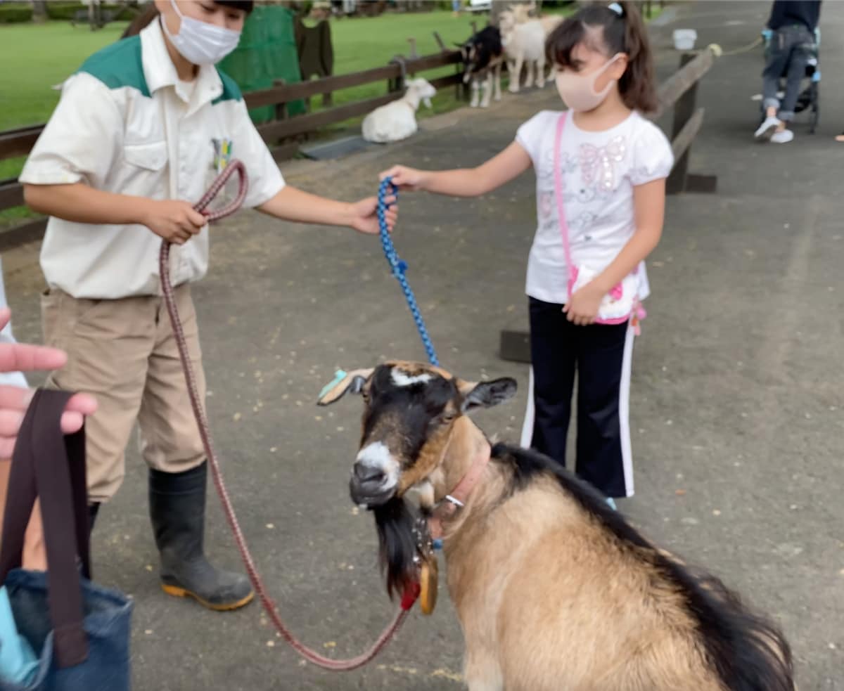 牧羊人体验：在这里可以“租”一头“小羊羔”！