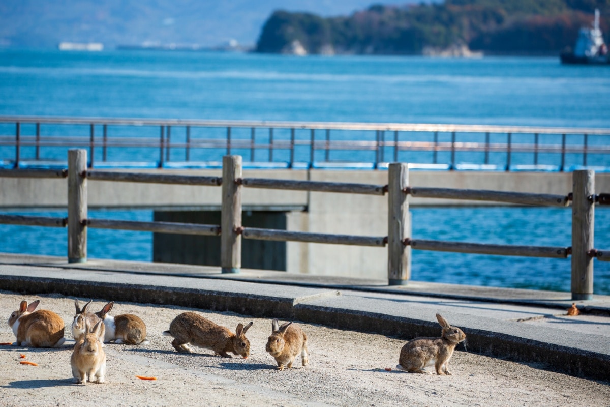 5. เกาะโอคุโนะชิมะ (Okunoshima Island)