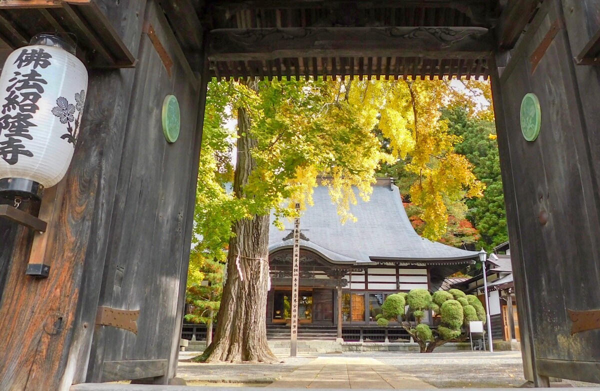 「佛法紹隆寺」的百年夫妻大銀杏樹