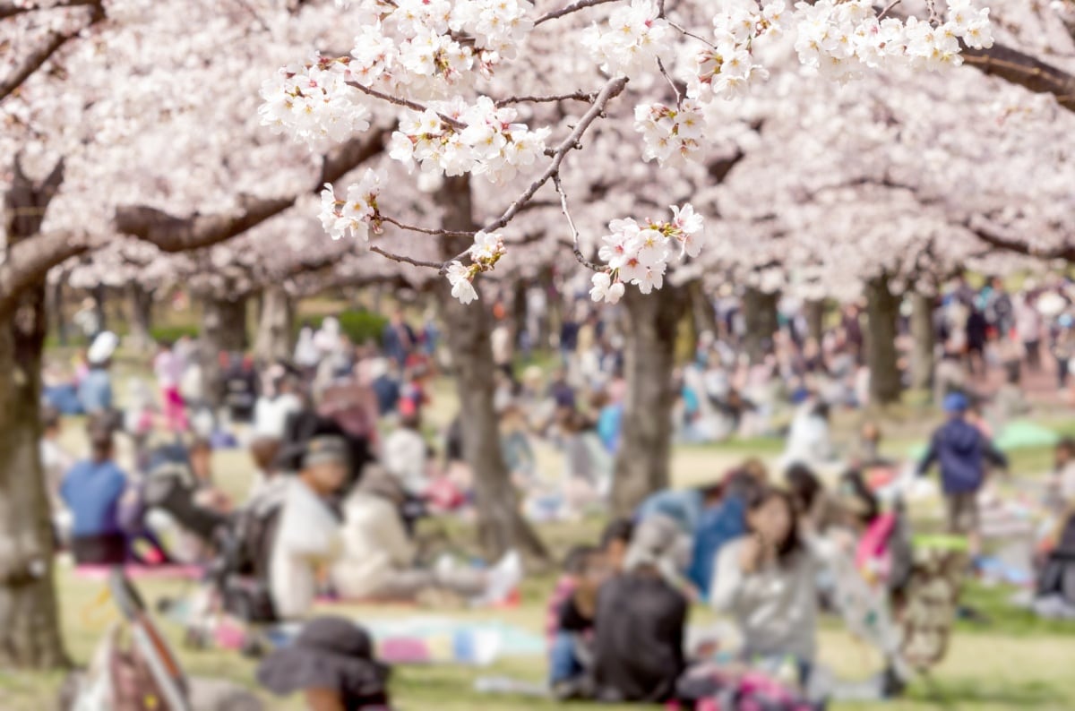 3 ฮานามิ (Hanami)