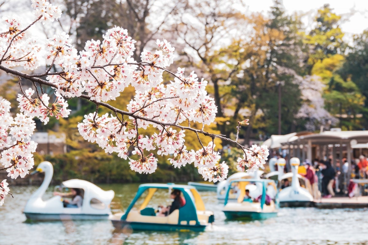 สถานที่เที่ยวแนะนำ : สวนอิโนะคาชิระอนชิ (Inokashira Onshi Park)