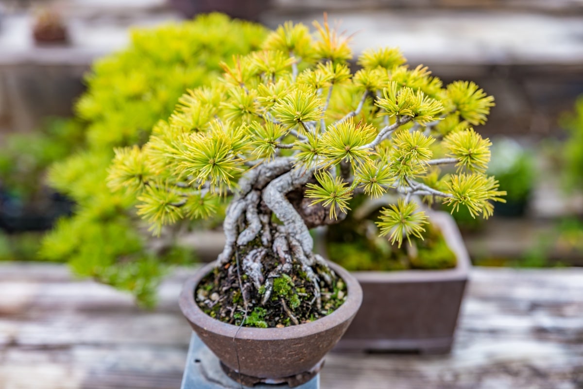 สถานที่เที่ยวแนะนำ : หมู่บ้านบอนไซโอมิยะ (Omiya Bonsai Village)