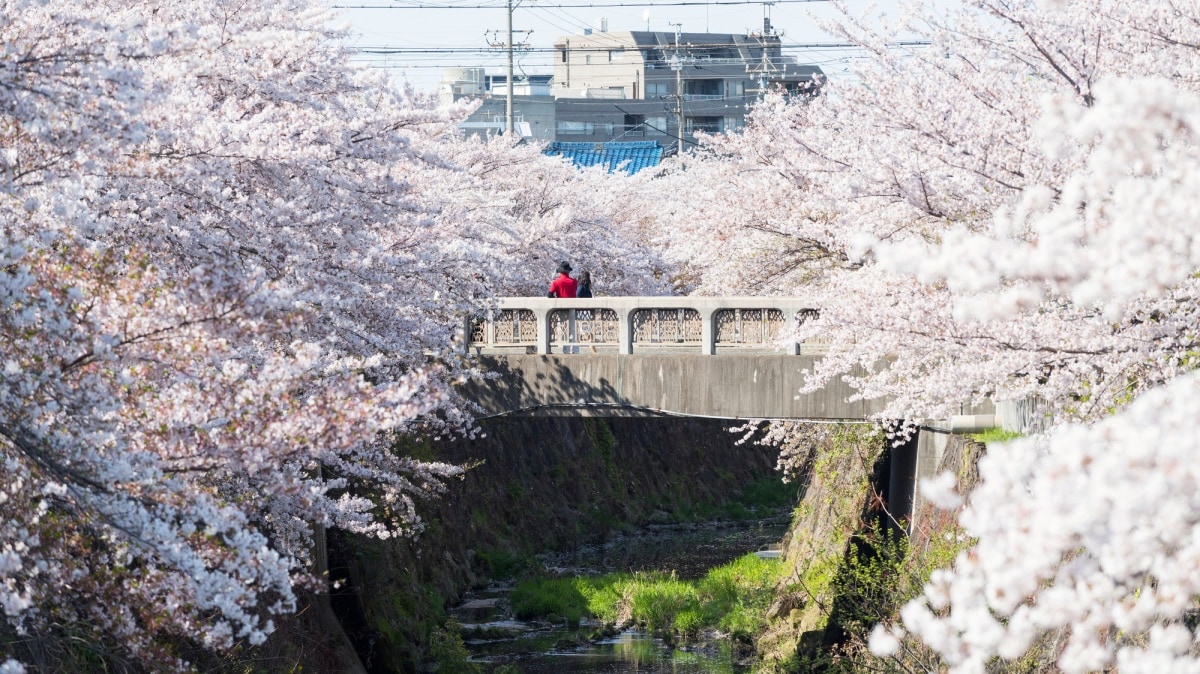 ริมฝั่งแม่น้ำยามาซากิ (Yamazaki River)