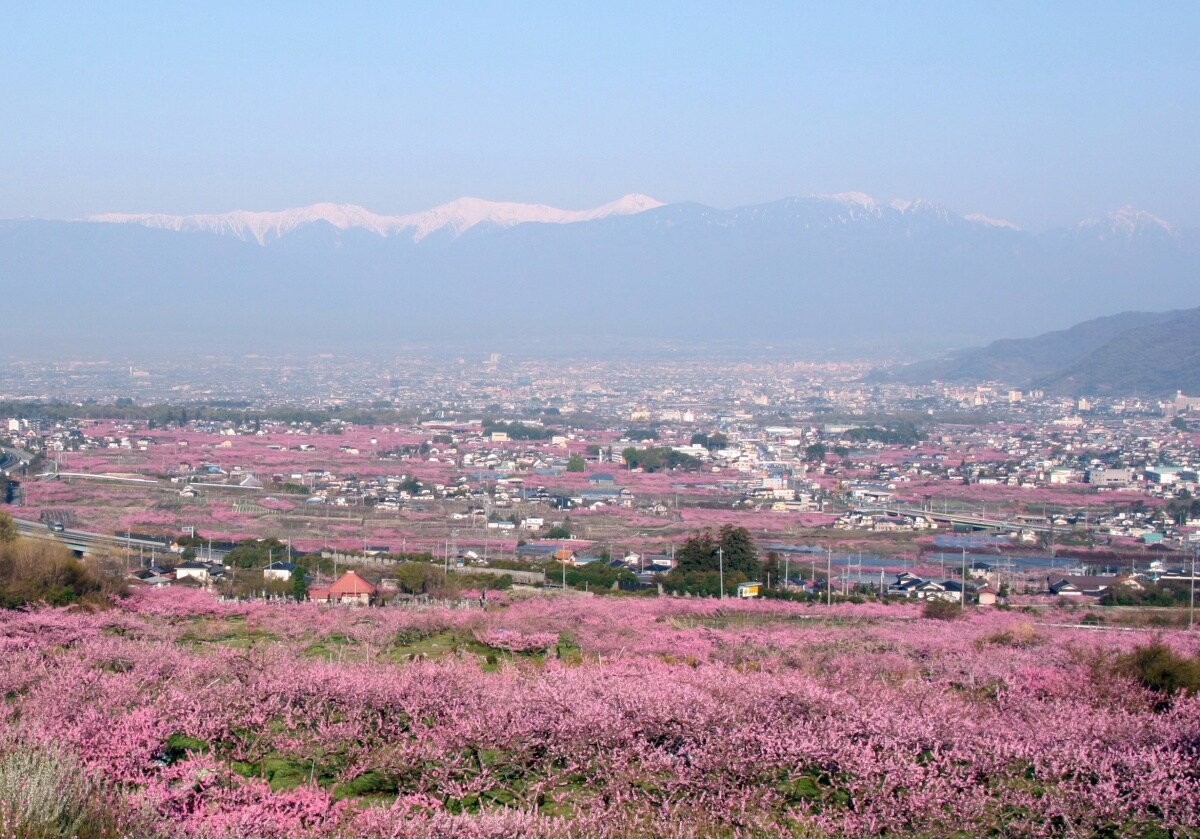 Delight in the Peach Paradise of Fuefuki