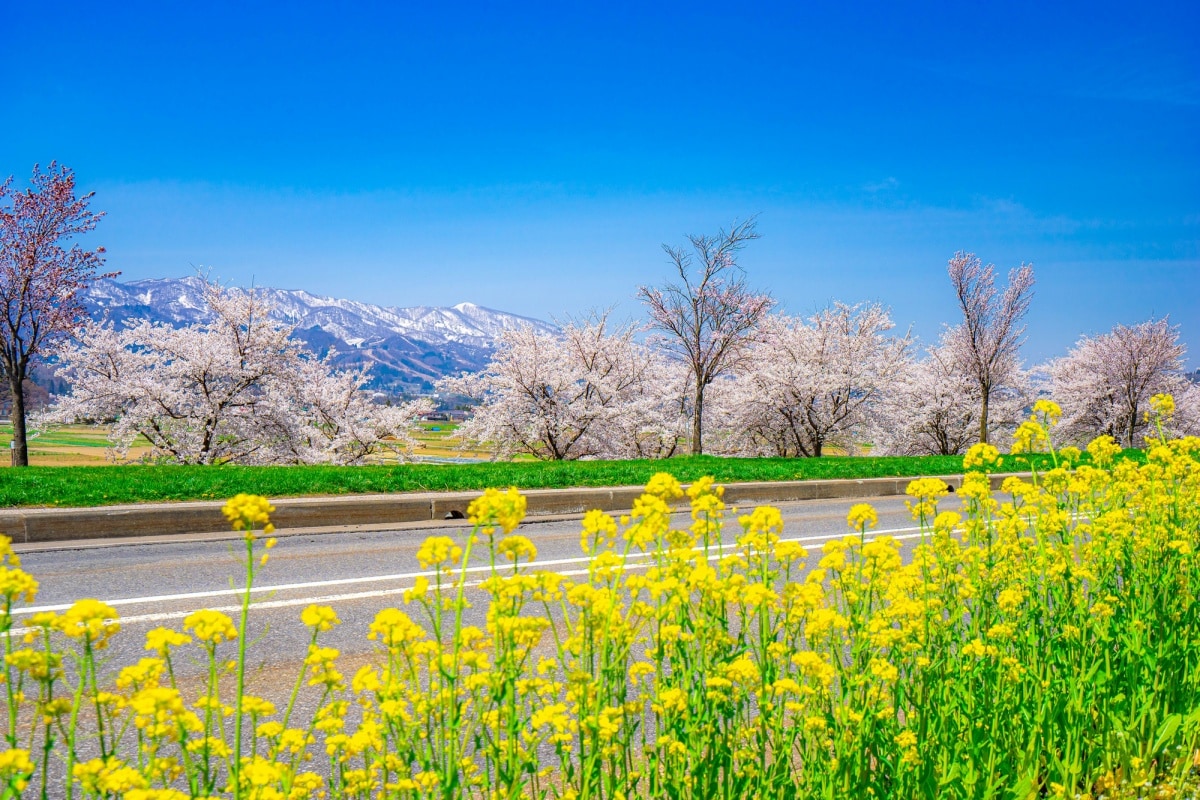 ชมซากุระในเมืองได้ที่ริมฝั่งแม่น้ำชิคุมะ (Chikuma Riverbank)