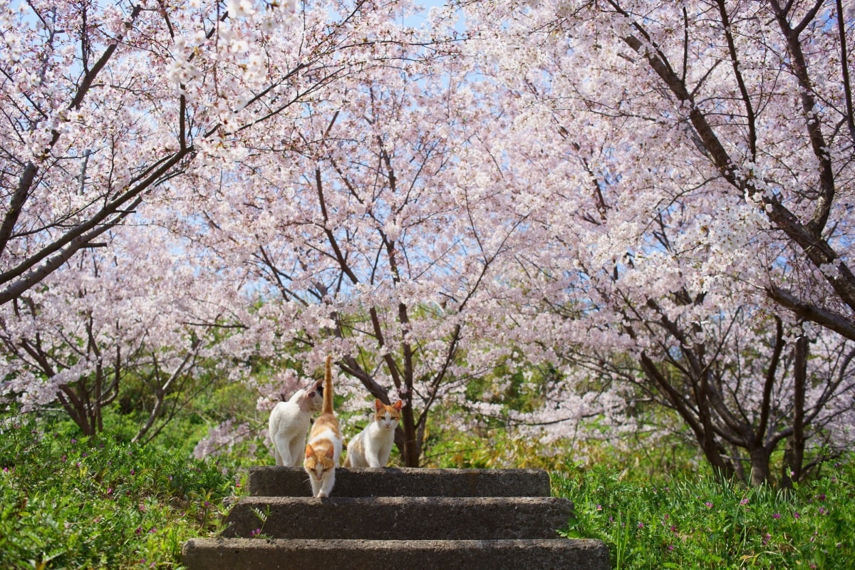 日本人与猫 又到一年猫之日 你还不知道这些岛国猫咪的小秘密 All About Japan