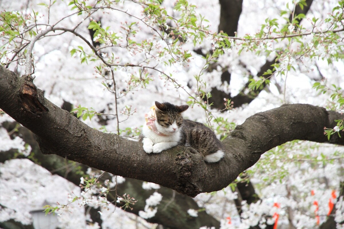 日本人与猫 又到一年猫之日 你还不知道这些岛国猫咪的小秘密 All About Japan